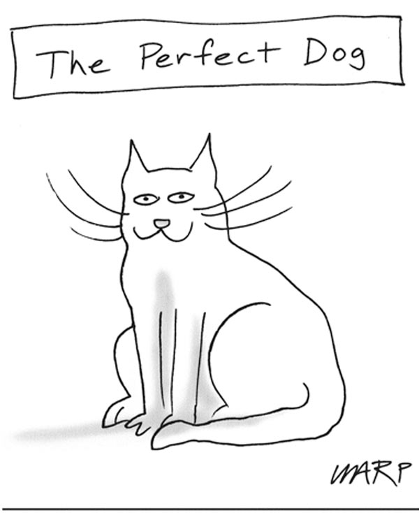 the perfect cat comic