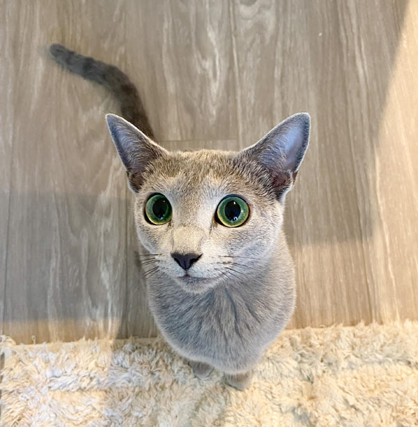 big eyed cat