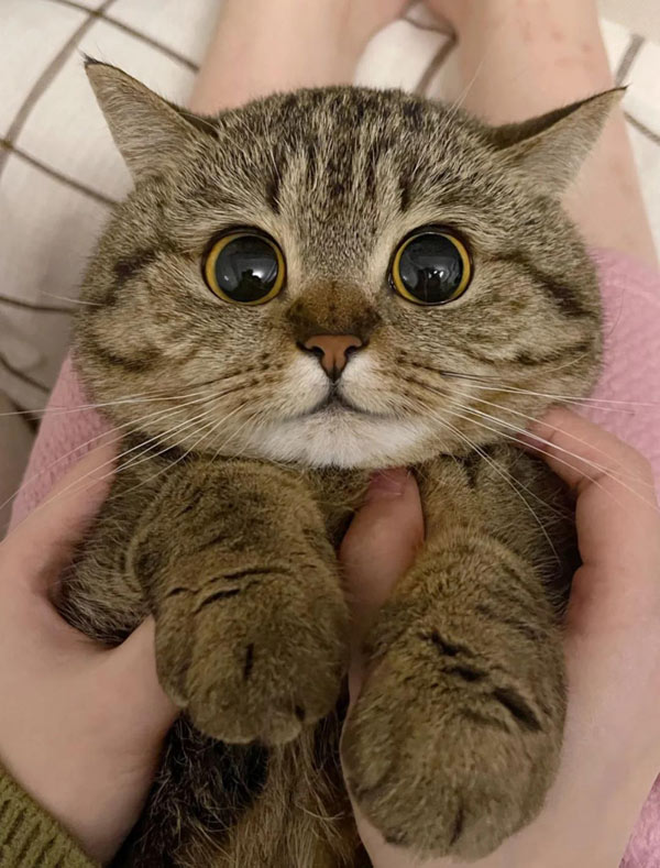 kitten with big eyes