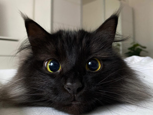 cat on towel