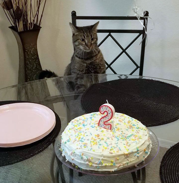 birthday cat