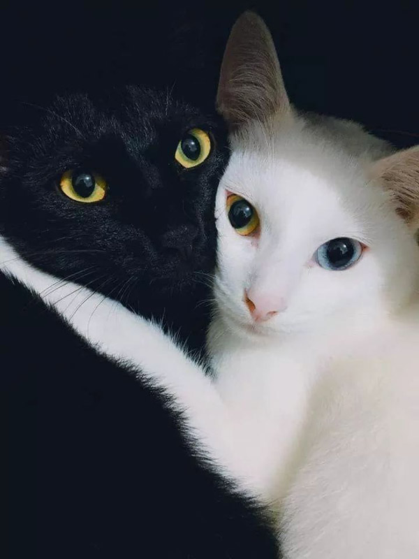 black and white cats