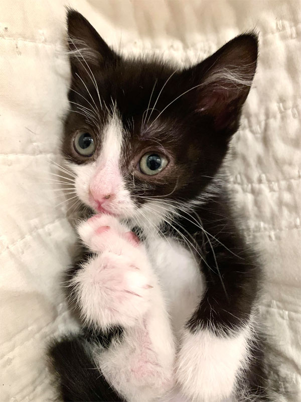 black and white kitten