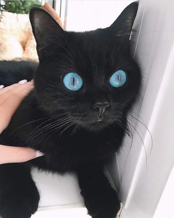 blue eyed black cat