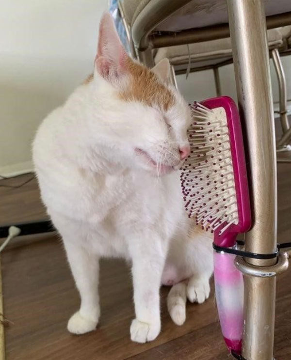 brush cat