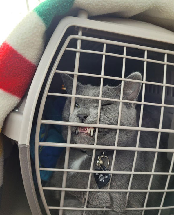 snarling cat in cage