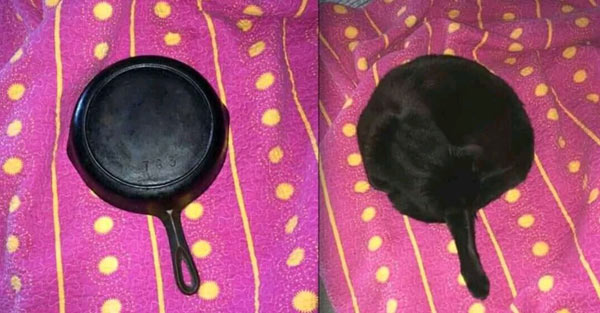 cat looks like cast iron skillet