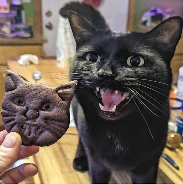 cat and cookie