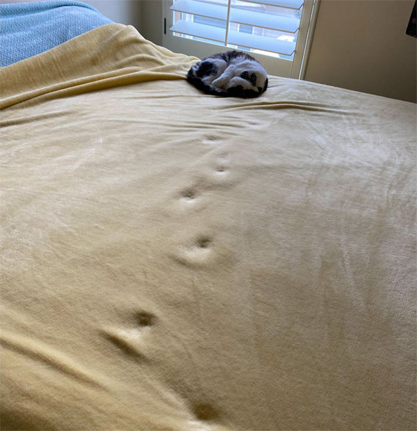 cat footprints on bed
