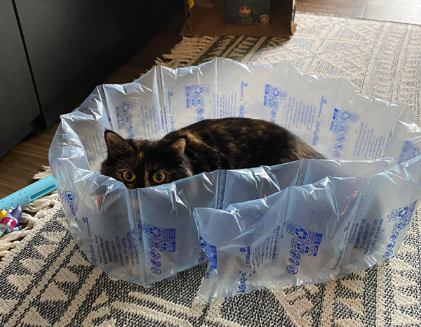 cat behind bag wall