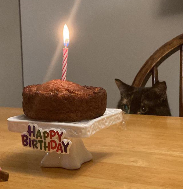 cat birthday cake