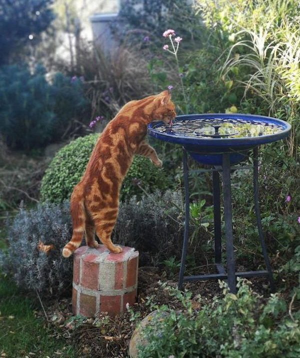 cat drinks from birdbath