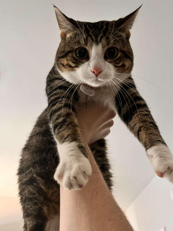 cat held in the air