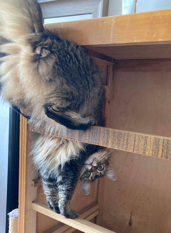 cat playing in drawers