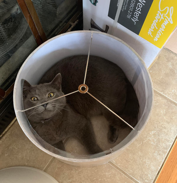 cat inside lampshade