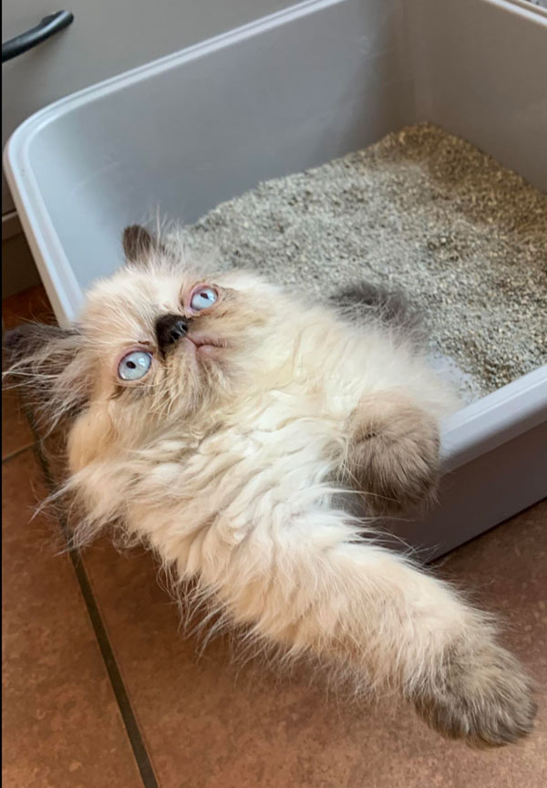 cat in litter box