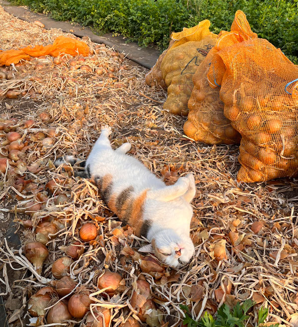 cat in an onion patch