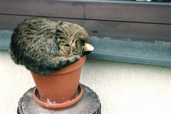 cat sleeping in flower pot