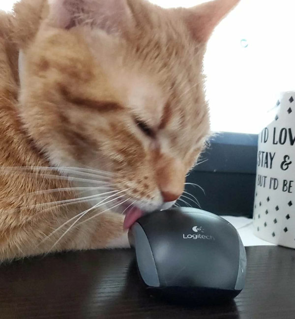 cat licks mouse