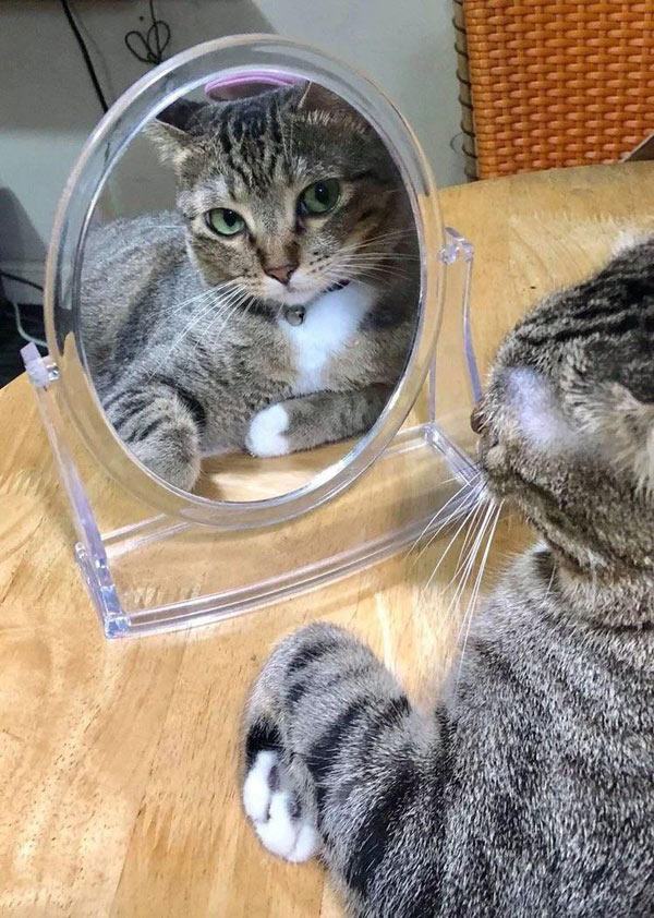 cat looking in mirror