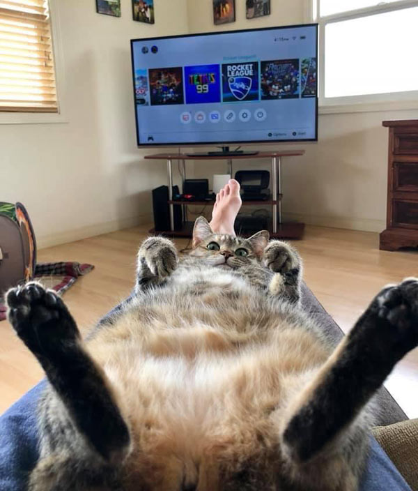 cat resting on lap