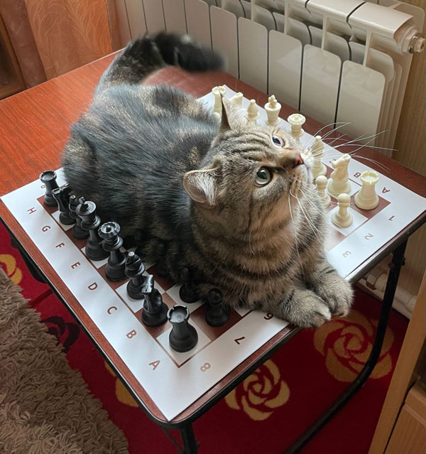 cat on chessboard