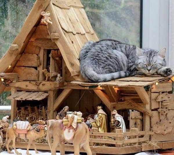 cat on xmas creche