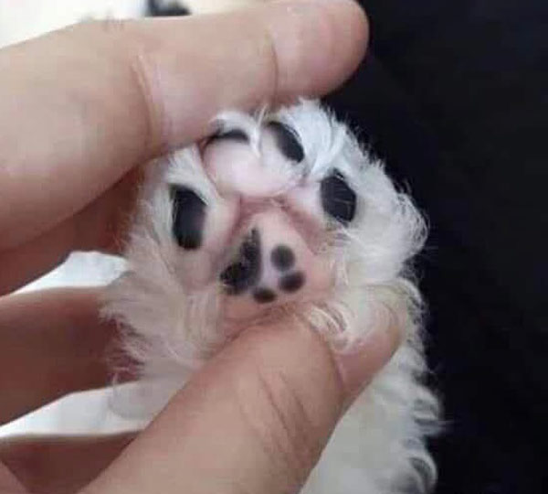 cat paw close-up