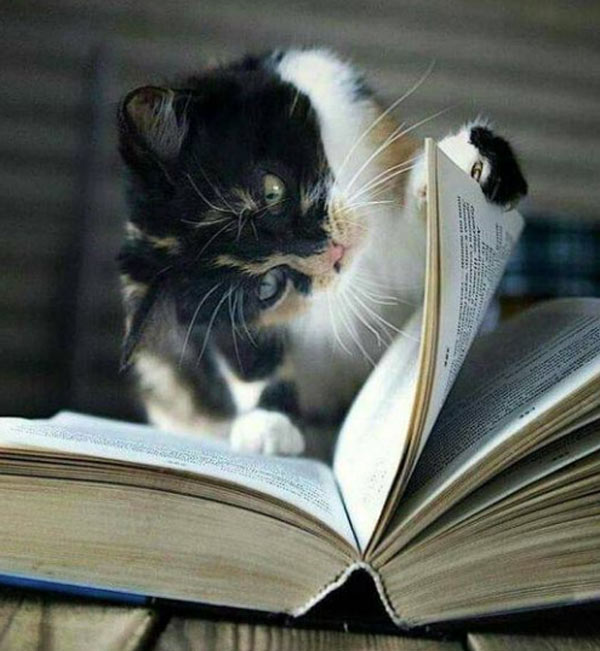 cat reading book