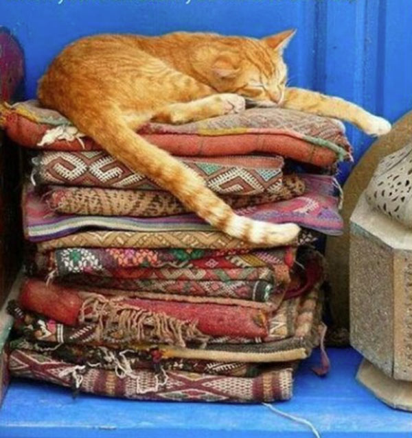 cat sleeping on piles of blankets