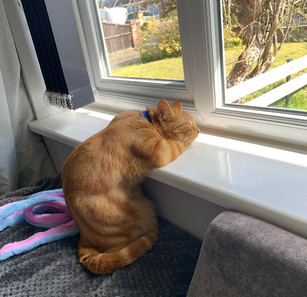 cat sleeping on window ledge