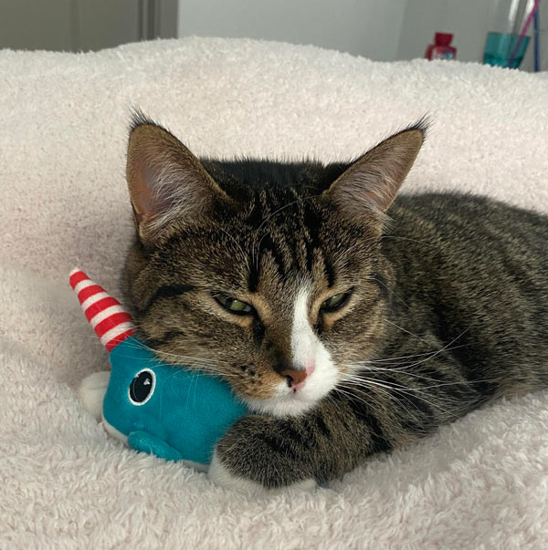 cat with toy narwhal