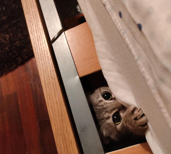 cat under bed