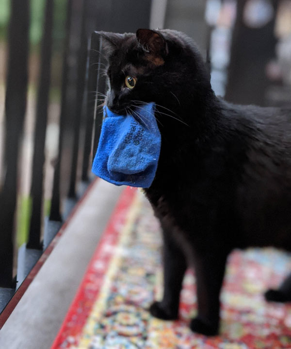 cat with little blue sock