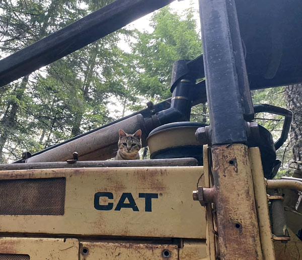 cat on yellow tractor