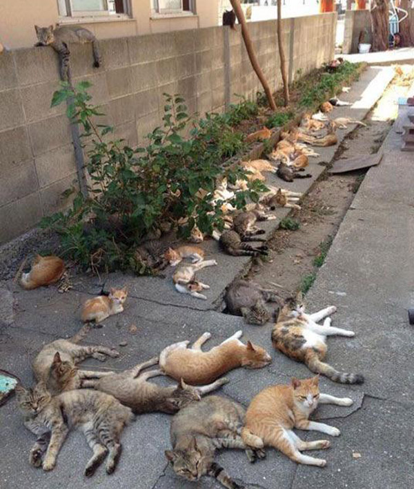 the catnip harvest