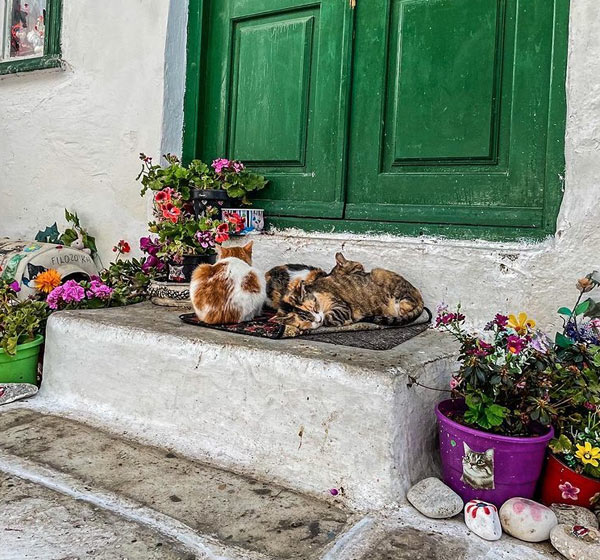 four cats asleep on porch stoop