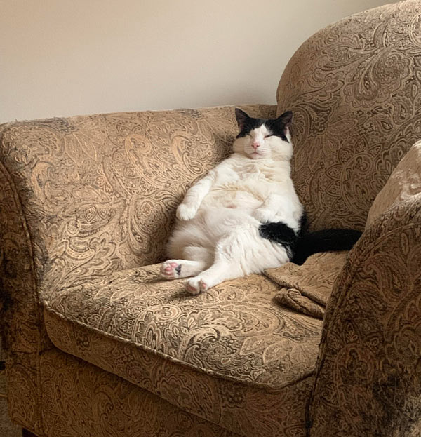 contented cat in chair