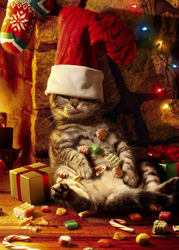 cool xmas cat