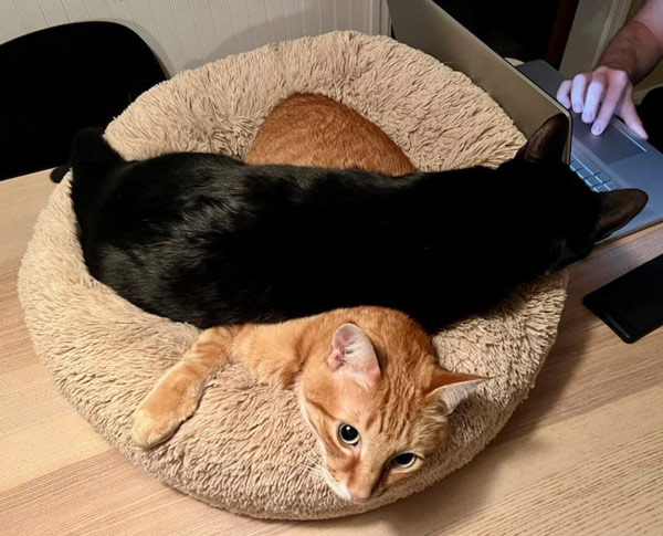 criss-cross cats