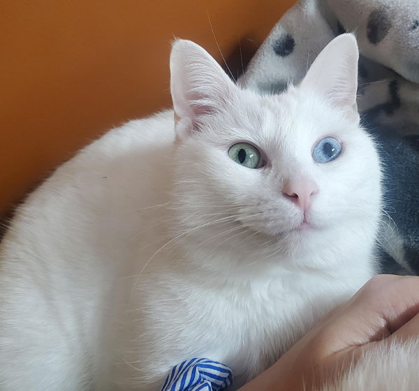 white derpy cat