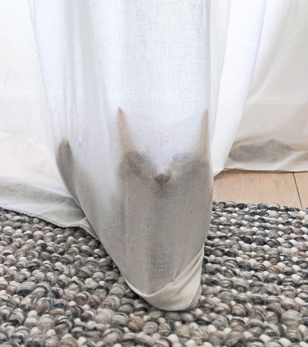 cat behund curtains