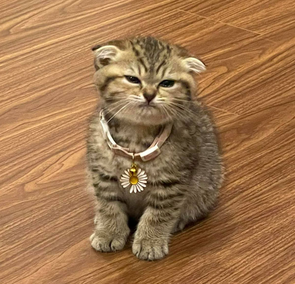 glowering kitten cat
