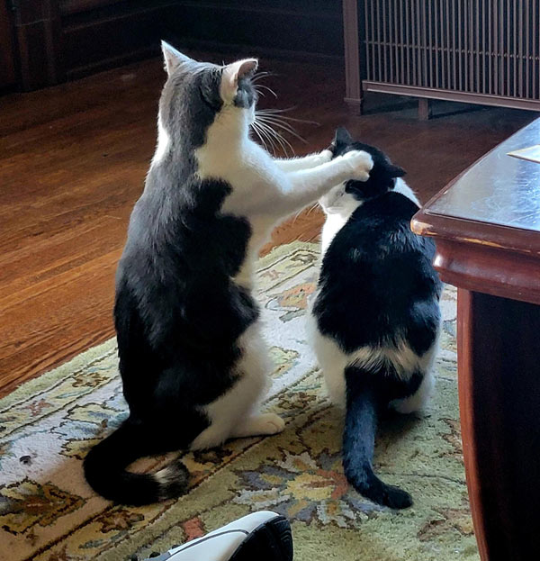 reverend cat