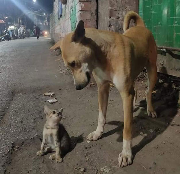 kitten and dog