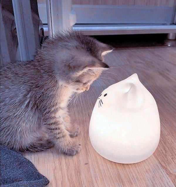 kitten looking at light