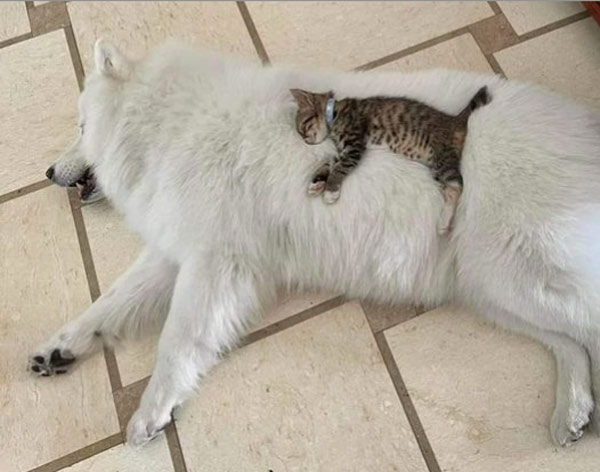 kitten asleep on white dog