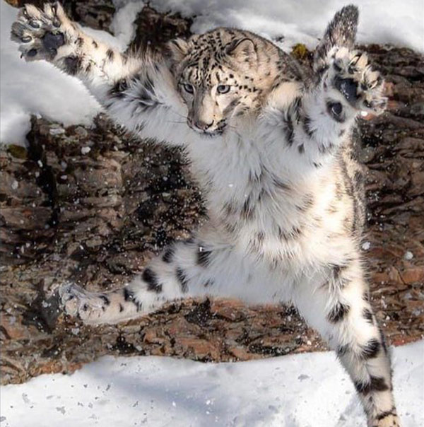leaping snow leopard