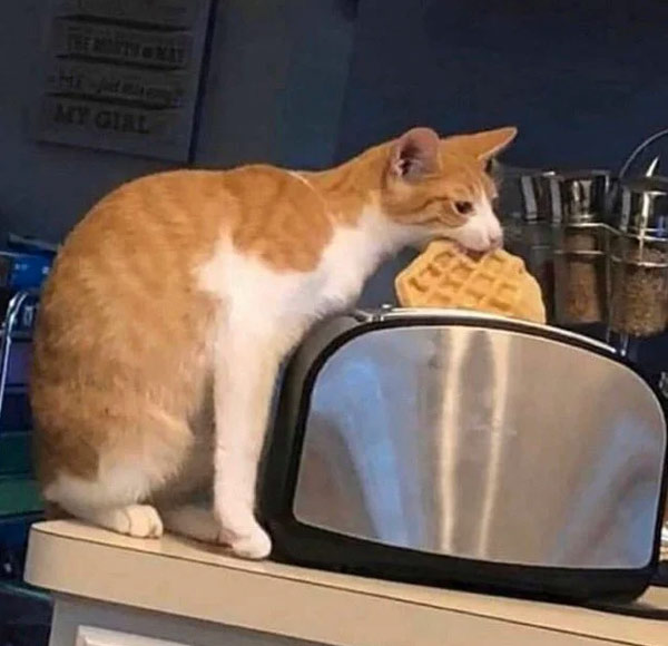 cat eating waffle