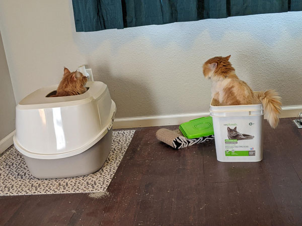 litter box problem cat